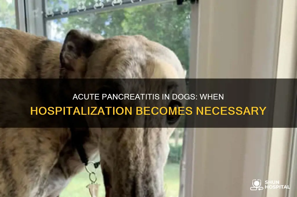 does your dog have to be hospitalized with acute pancreatitis