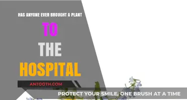 Bringing Plants to the Hospital: A Healing Companion or Policy No-Go?