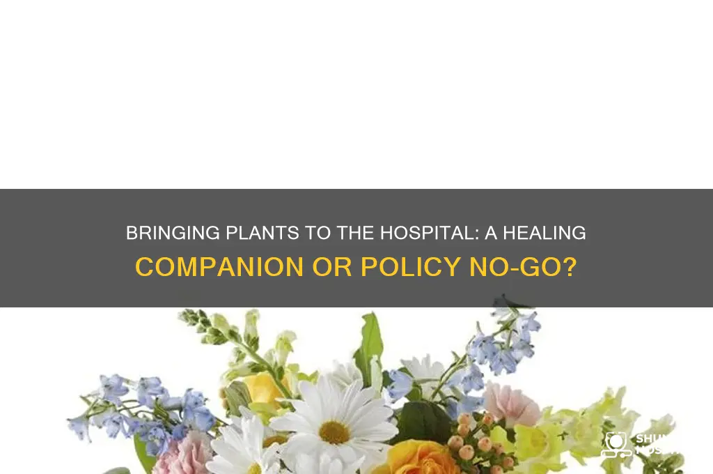 has anyone ever brought a plant to the hospital