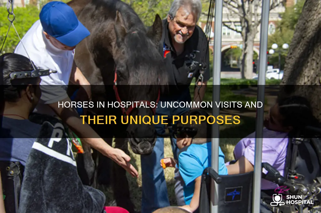 has there ever been a horse in a hospital