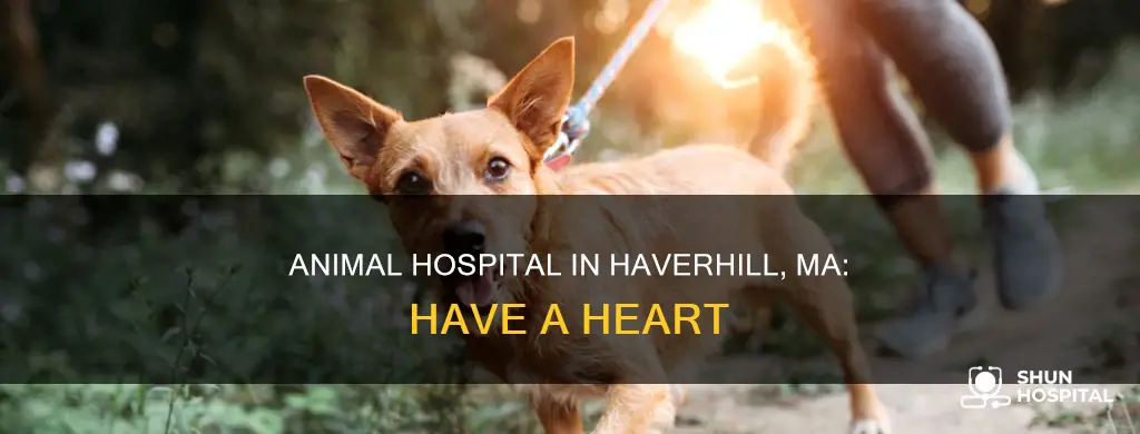 have a heart animal hospital haverhill ma