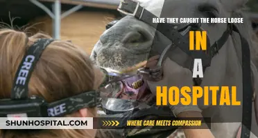 Loose Horse in Hospital: Has the Fugitive Equine Been Caught?