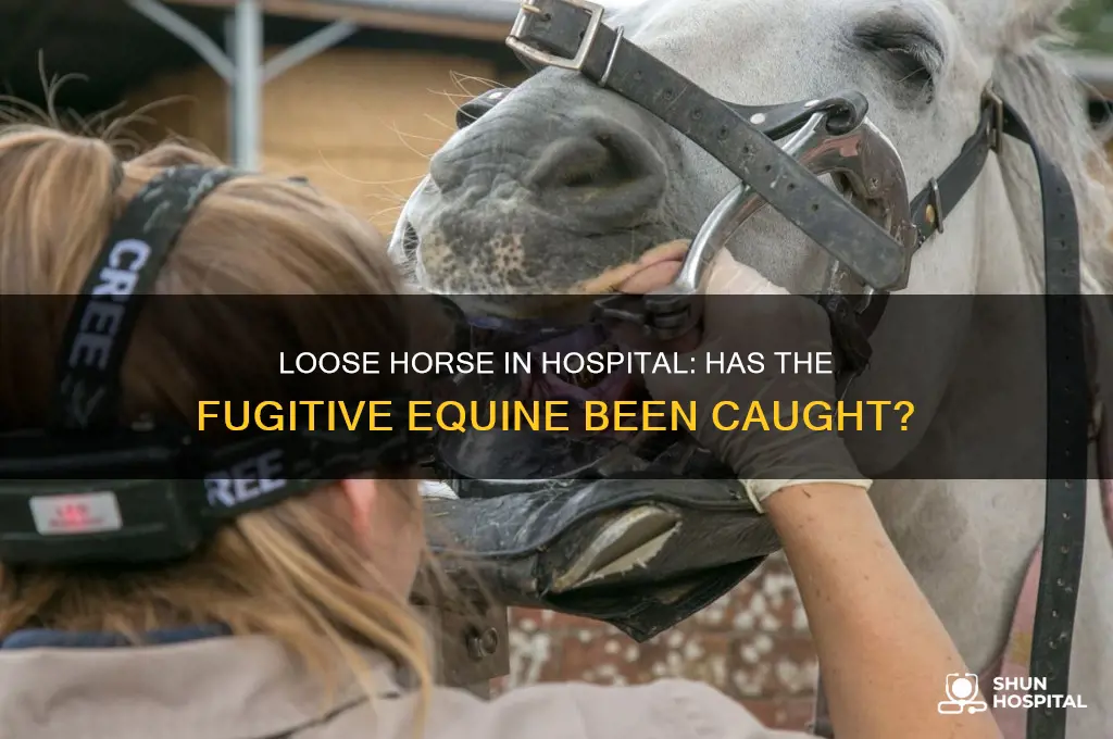 have they caught the horse loose in a hospital
