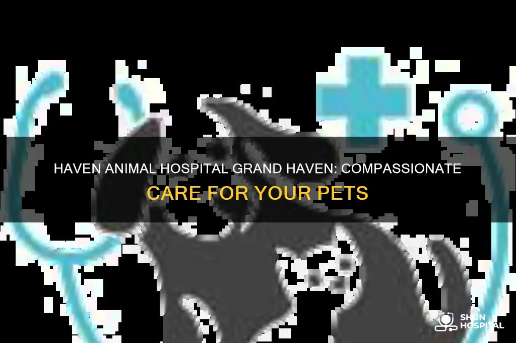 haven animal hospital grand haven
