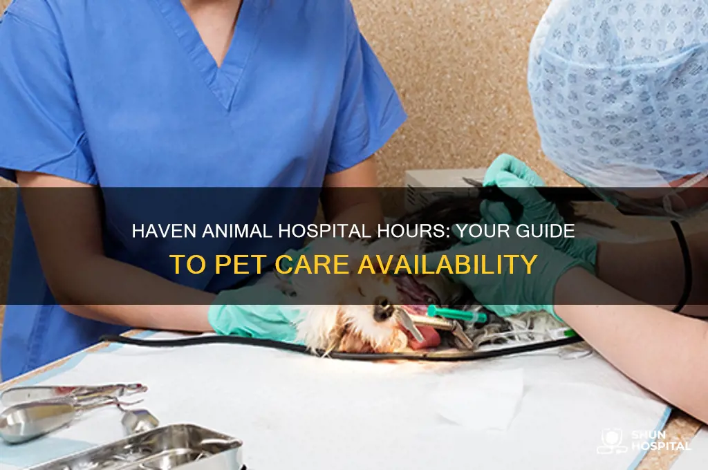 haven animal hospital hours