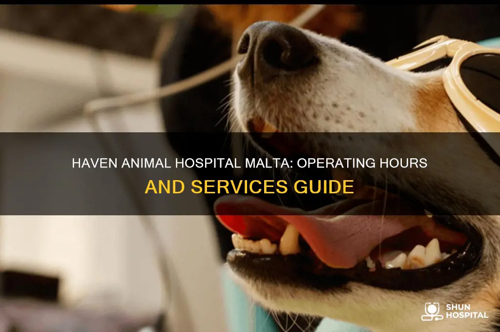 haven animal hospital malta hours