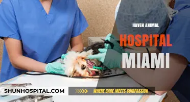 Haven Animal Hospital Miami: Compassionate Care for Your Beloved Pets