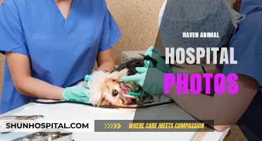 Haven Animal Hospital: Heartwarming Photos of Compassionate Pet Care