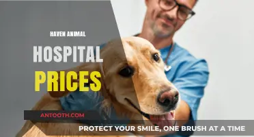 Haven Animal Hospital Prices: Affordable Care for Your Furry Friends