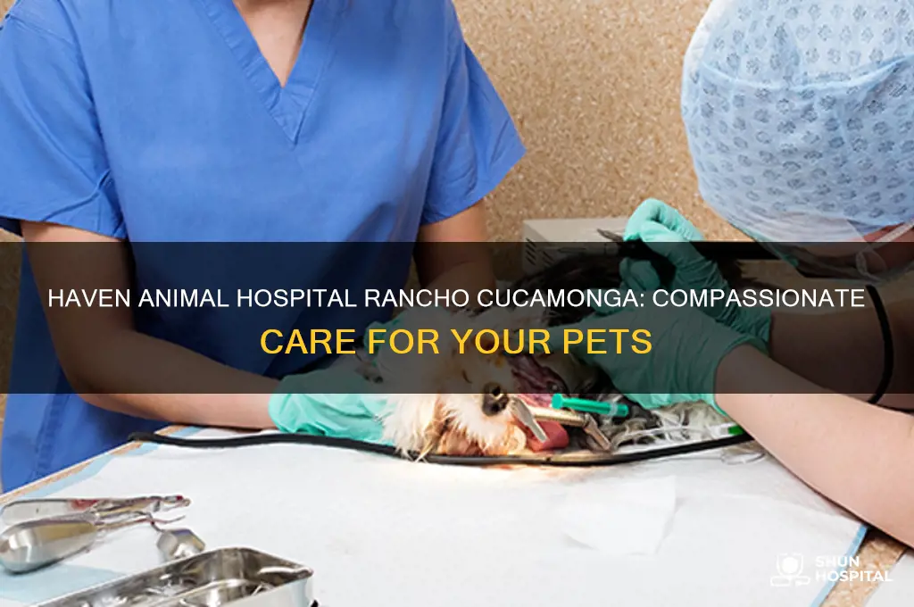 haven animal hospital rancho cucamonga