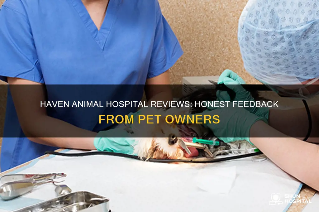 haven animal hospital reviews