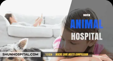 Haven Animal Hospital: Compassionate Care for Your Furry Family Members