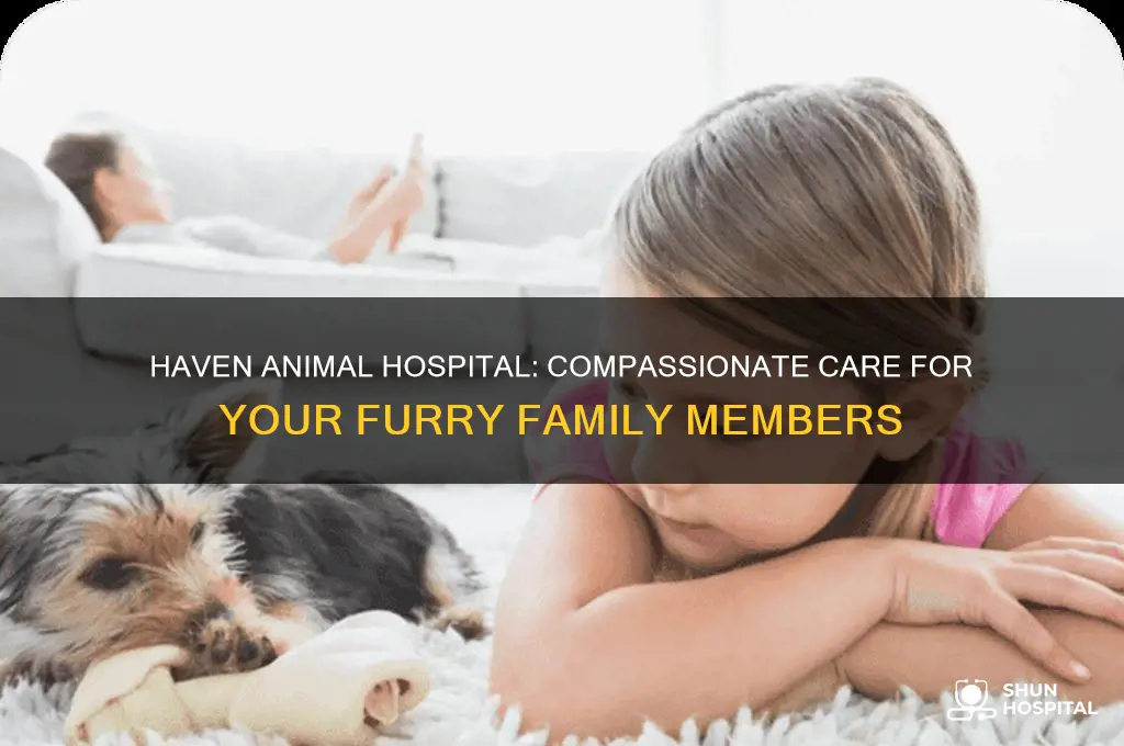 haven animal hospital