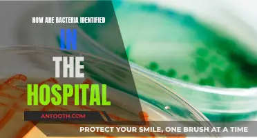 Bacterial Identification: Hospital Strategies and Techniques
