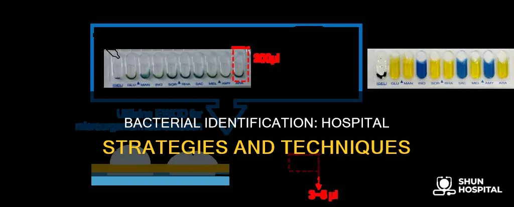 how are bacteria identified in the hospital
