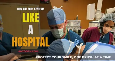 Body Systems: A Hospital Within