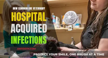 Vet Hospital Infections: How Common Are They?