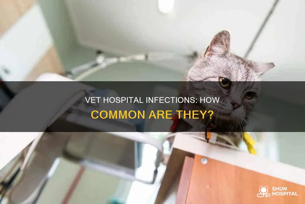 how common are veterinary hospital acquired infections