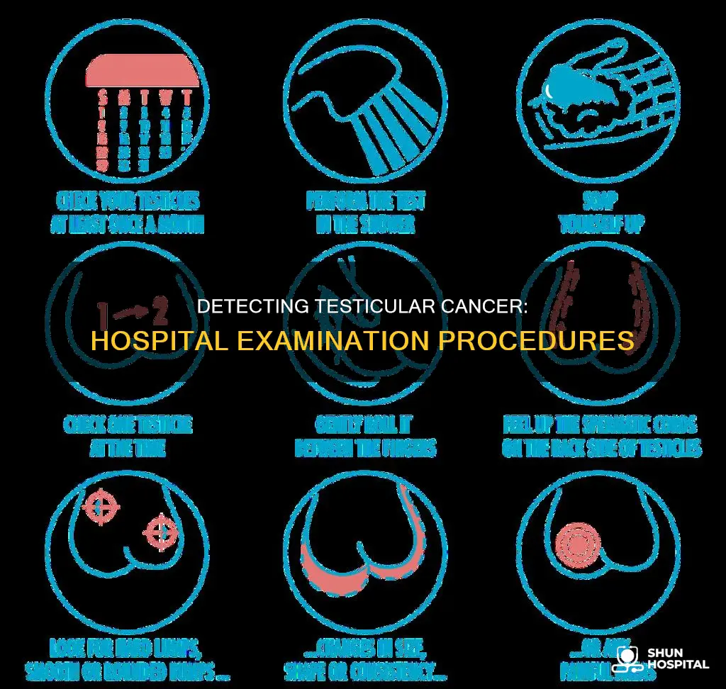 how do hospitals check for testicular cancer