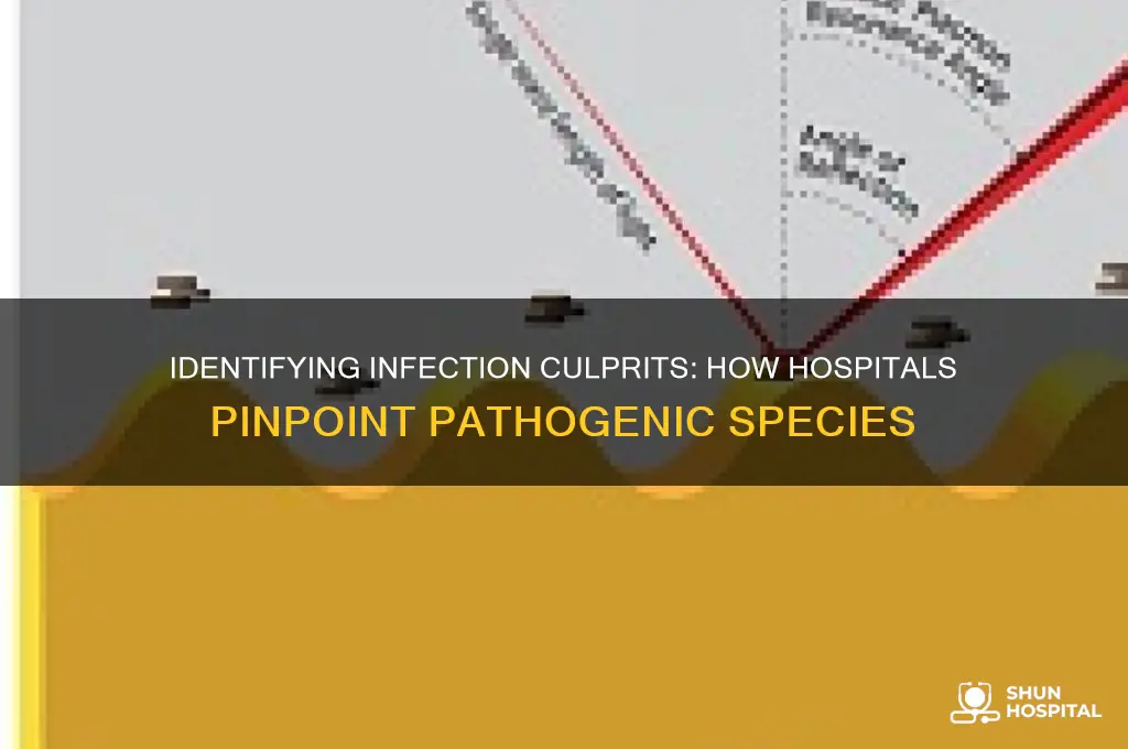 how do hospitals determine what species is causing infections