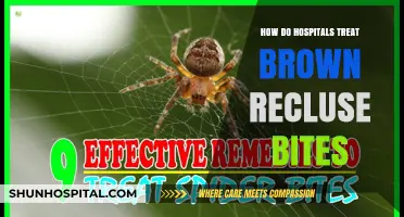 Effective Treatments for Brown Recluse Spider Bites in Hospitals