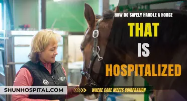 Safe Handling Tips for Hospitalized Horses: A Comprehensive Guide