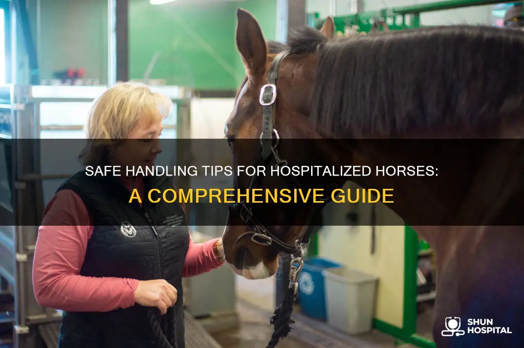 how do safely handle a horse that is hospitalized