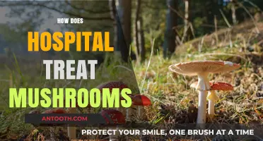 Hospital Treatment for Mushroom Poisoning: Diagnosis, Detox, and Recovery