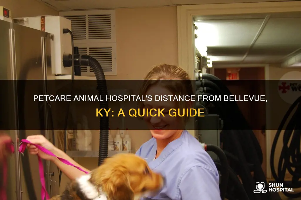 how far is petcare animal hospital from bellevue ky