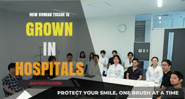 The Future of Healing: Growing Human Tissue in Hospitals