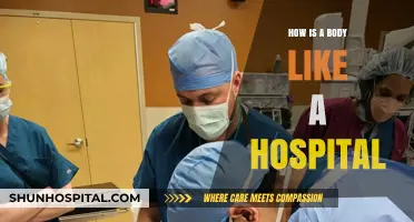 The Human Body: A Hospital Within