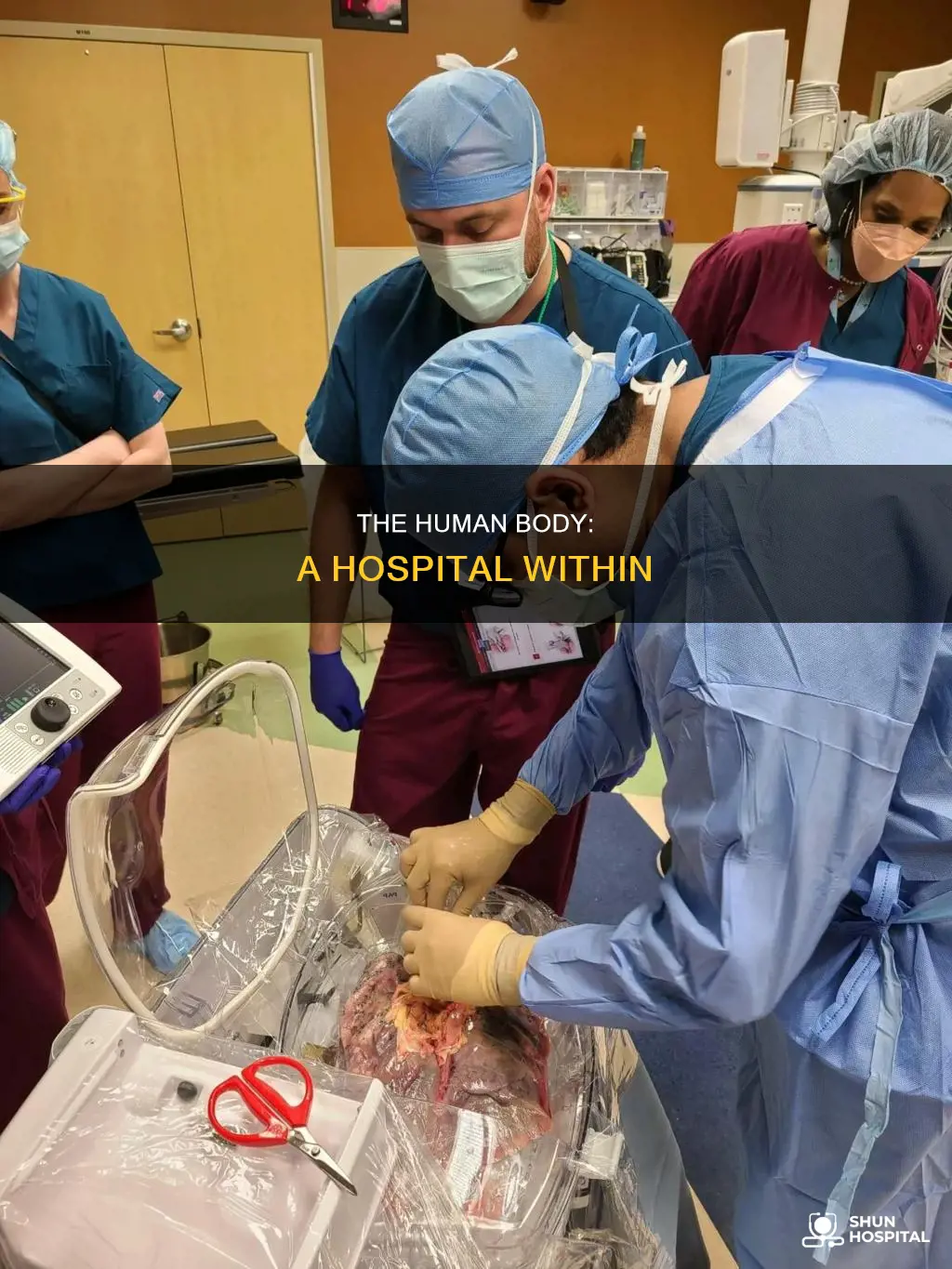 how is a body like a hospital