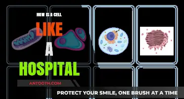Cells: Nature's Hospitals, Healing and Nurturing Life