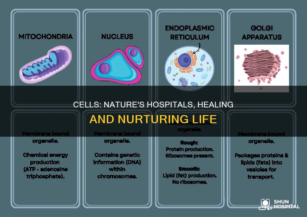 how is a cell like a hospital