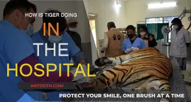 Tiger's Health Update: His Hospital Journey