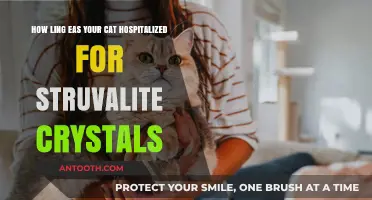 Understanding Struvite Crystals: How Long Was Your Cat Hospitalized?