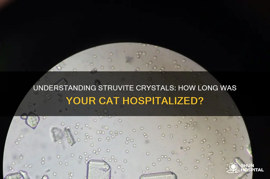 how ling eas your cat hospitalized for struvalite crystals