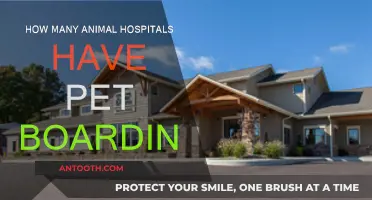Pet Boarding: Animal Hospitals with a Home-Away-From-Home Feel