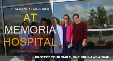 Memorial Hospital Animal Casualties: A Sad Tale