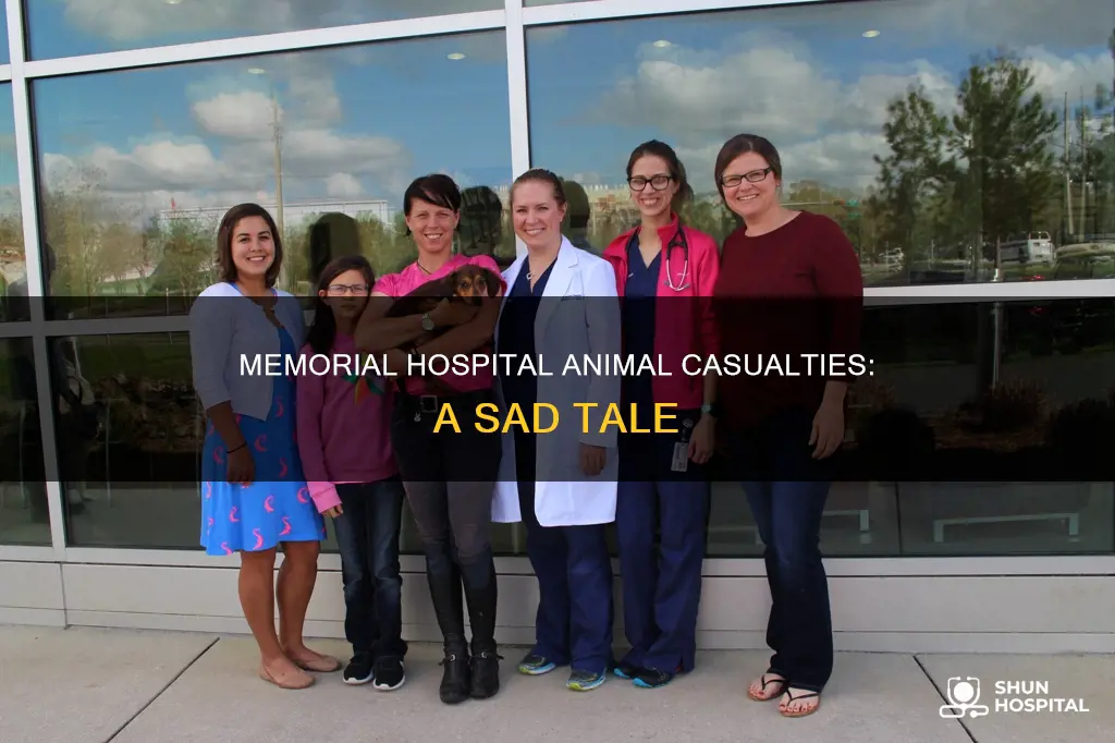 how many animals died at memorial hospital