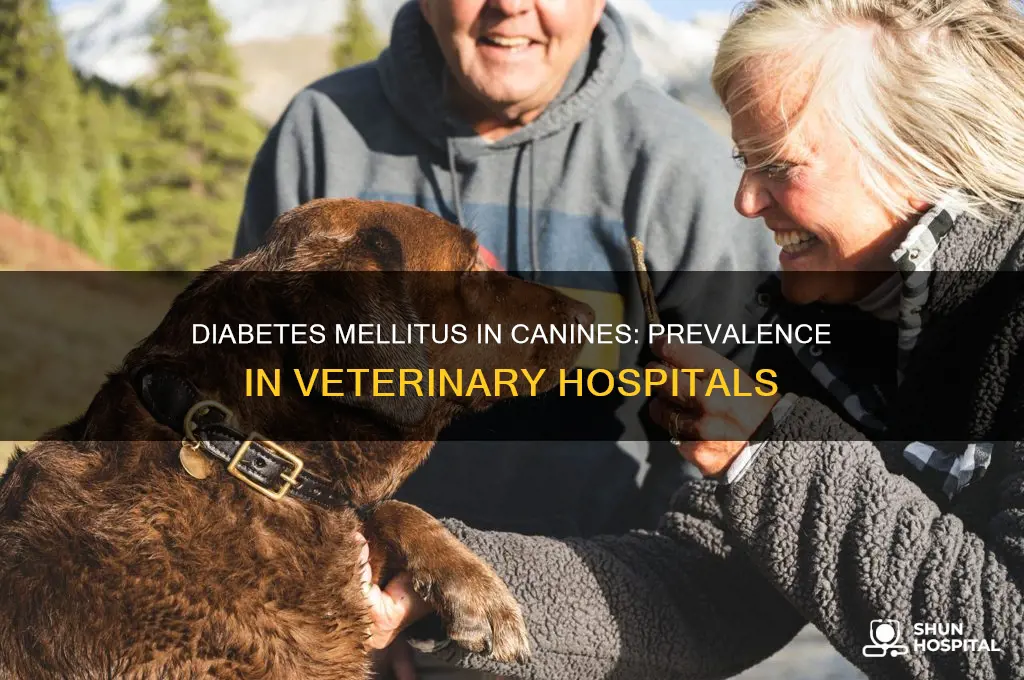 how many dogs in veterinary hospitals have diabetes mellitus