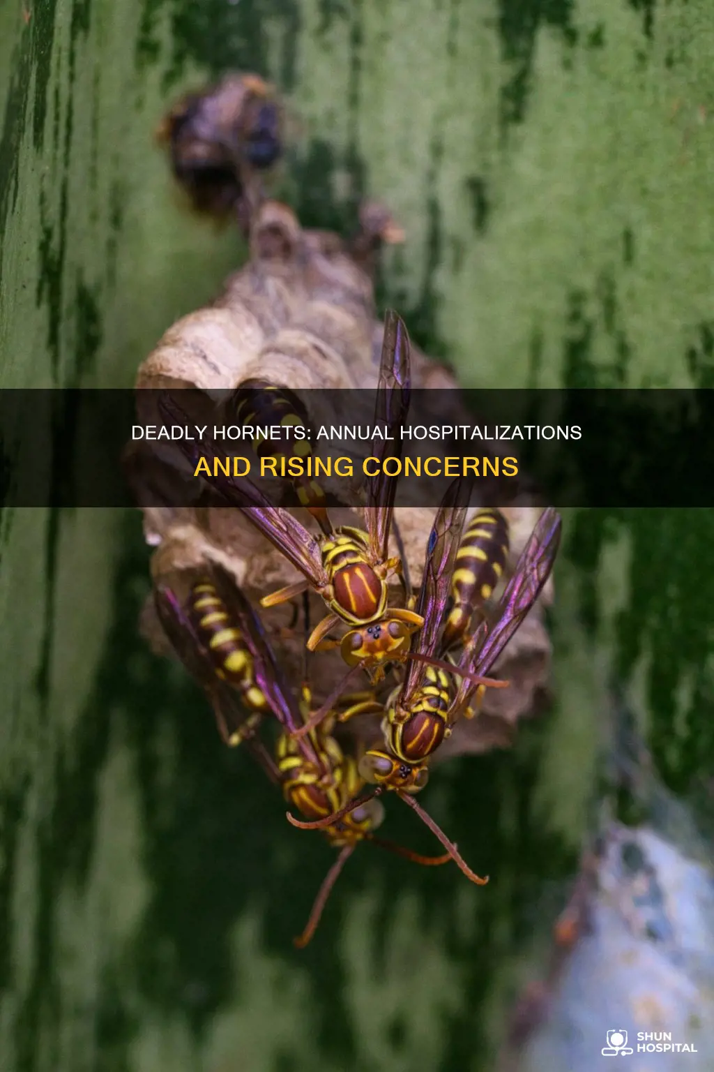 how many people hospitalized a year hornets