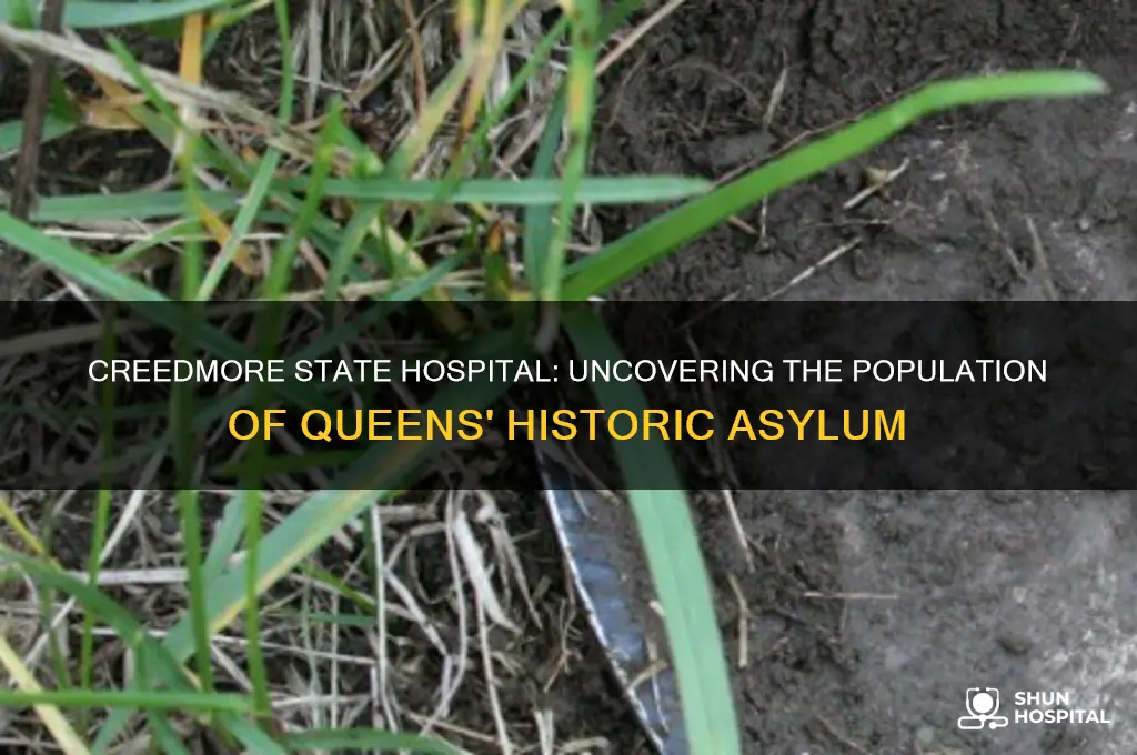 how many people lived at creedmore state hospital in queens