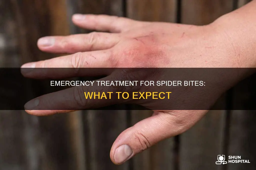 how they treat spider bites at hospital