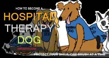 Training Your Dog to Become a Hospital Therapy Pet