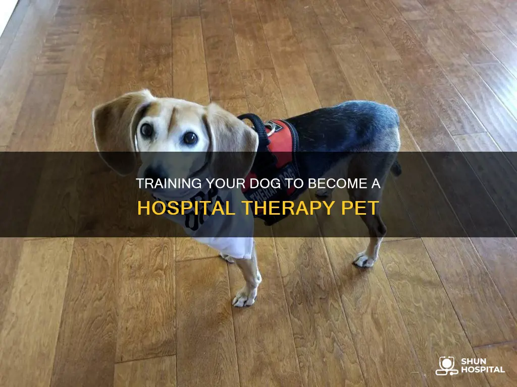 how to become a hospital therapy dog