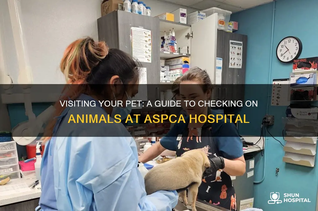 how to check on an animal at aspca animal hospital