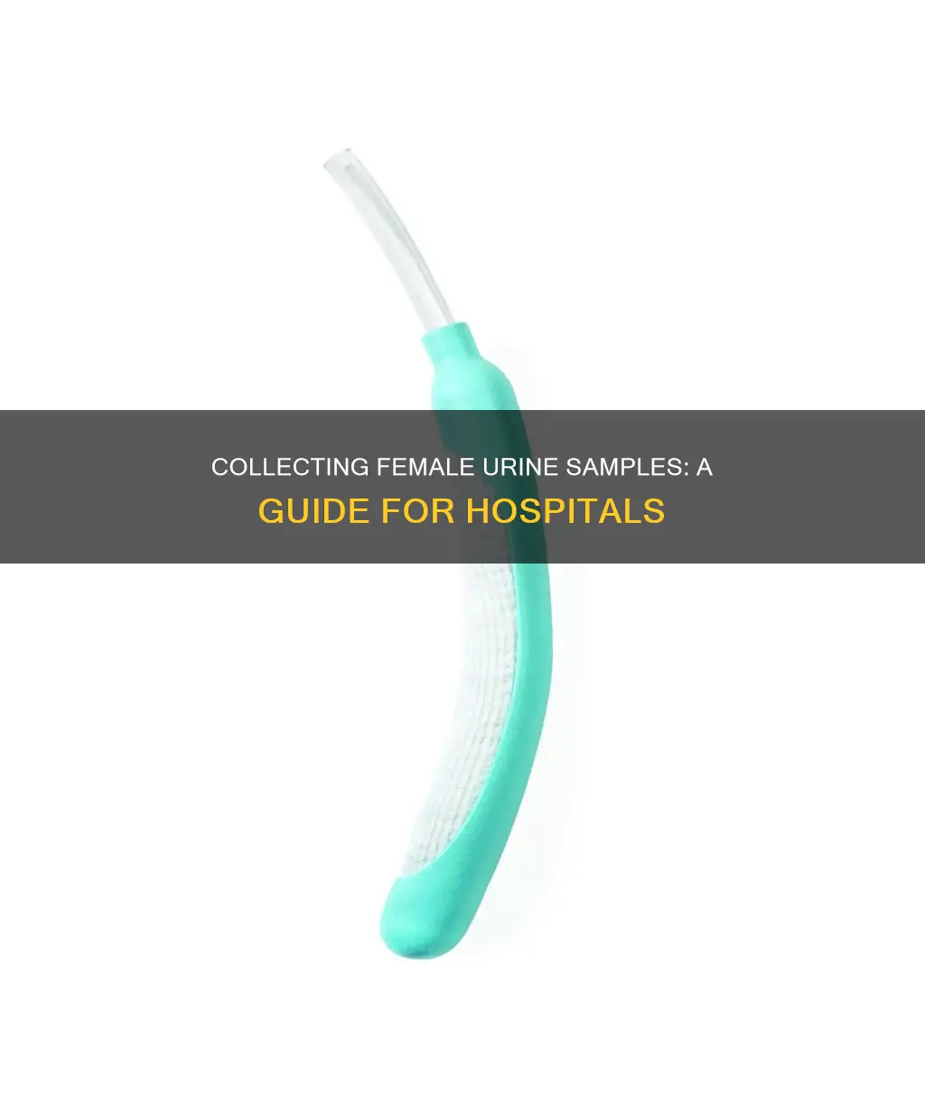 how to collect female urine in hospital