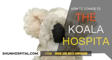 Koala Hospital: Donate and Make a Difference