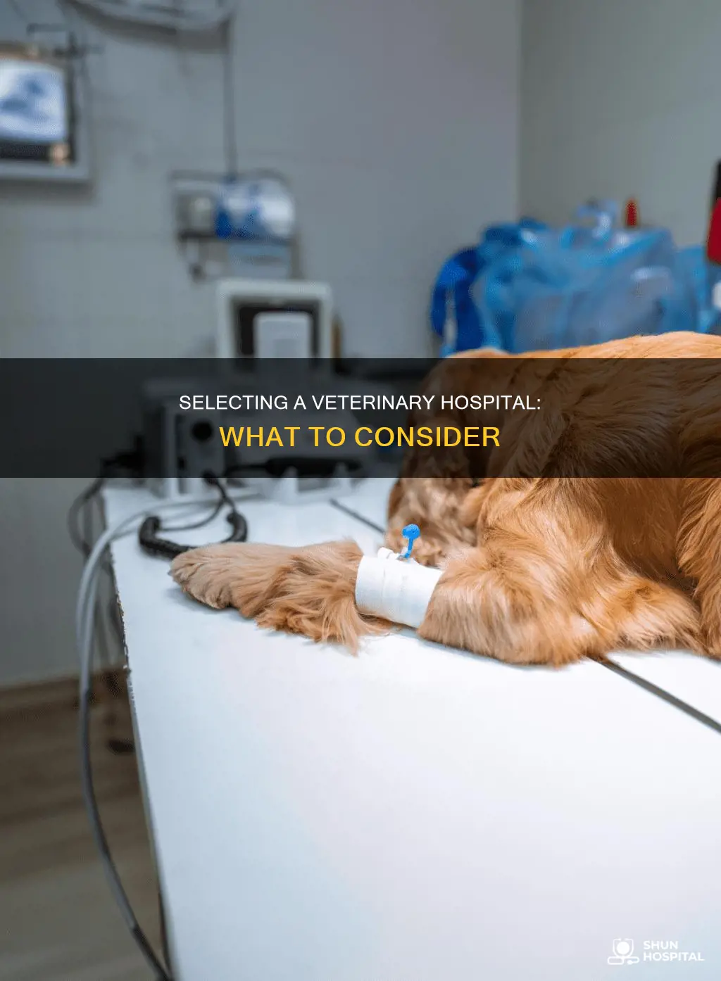 how to find the right veterinary hospital